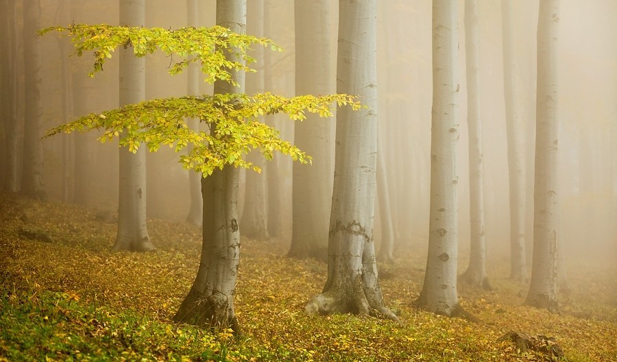 جنگل راش در مه